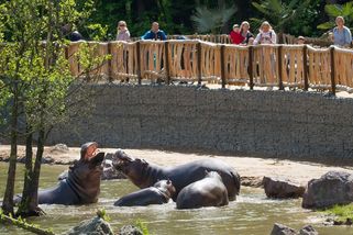 Královédvorský safari park otevřel Jezero hrochů - Novinky